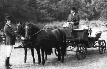 Clive Richardson with pair of Dartmoor Ponies in harness