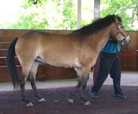 Exmoor pony in Hall of Champions