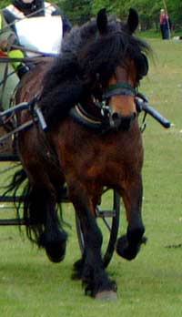 Bay Fell pony mare Ruby out in the field