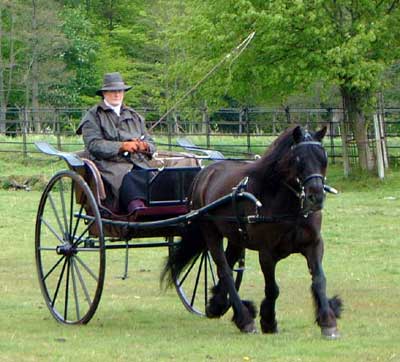 Me trotting with my fibreglass carriage at the Stallion Show 2003