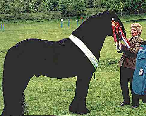 Waverhead Prince, champion at Fell Pony Stallion show 2000