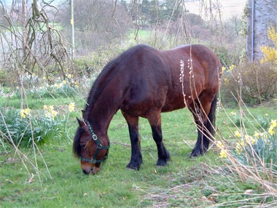 Fell pony on the lawn