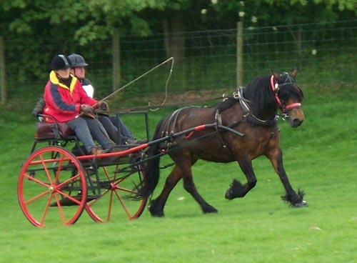 cantering  into hazard 2