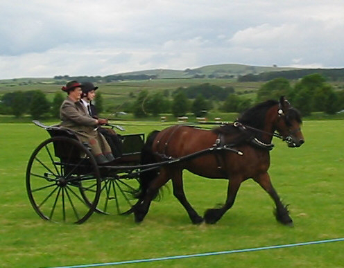 Ruby at Tebay Driving Show