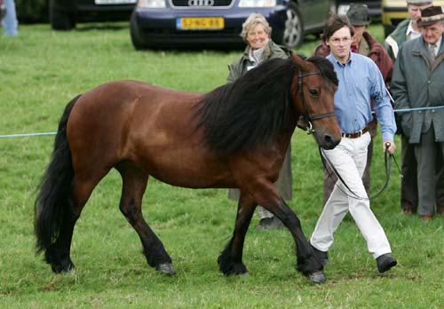 Ruby in the in-hand mares class