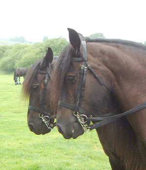 pair of black fell ponies